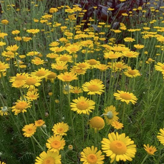 Dyers Chamomile