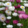 everlasting-paperdaisy-mixed