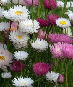 everlasting-paperdaisy-mixed