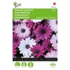 Buzzy® Osteospermum, Spanish Margriet Akila mix 10s