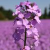 Dame's Rocket Violet
