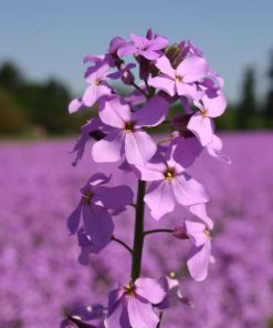 Dame's Rocket Violet