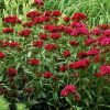 Dianthus, Carnation Dunetti