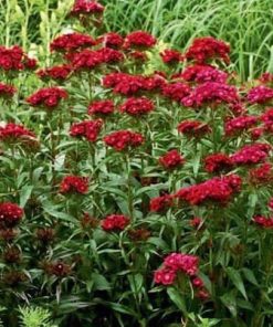 Dianthus, Carnation Dunetti