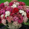 Dianthus, Carnation MACARENA F2