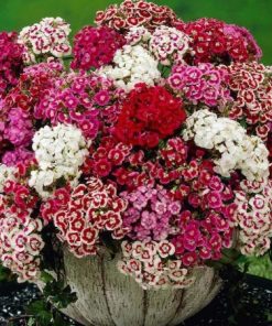 Dianthus, Carnation MACARENA F2