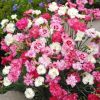 Dianthus, Carnation Feathered Pink Dianthus Spring Beauty