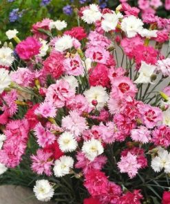 Dianthus, Carnation Feathered Pink Dianthus Spring Beauty