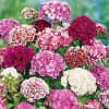 Dianthus, Carnation Sweet William Double Mixed