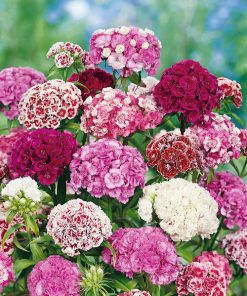 Dianthus, Carnation Sweet William Double Mixed