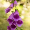 Foxglove Common Purple