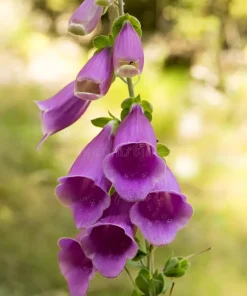 Foxglove Common Purple
