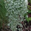 Dichondra Silver Ponyfoot Silver Falls