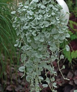 Dichondra Silver Ponyfoot Silver Falls