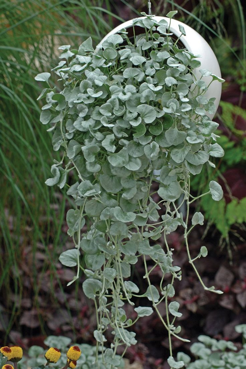 Dichondra Silver Ponyfoot Silver Falls