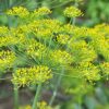 Dill Common
