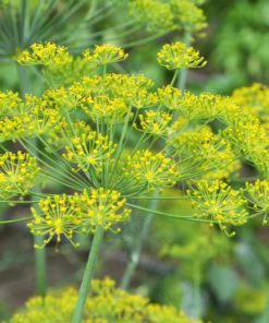 Dill Common