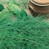 Dill Hercules