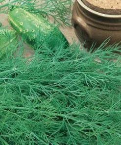 Dill Hercules