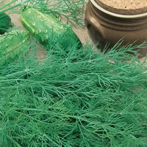 Dill Hercules