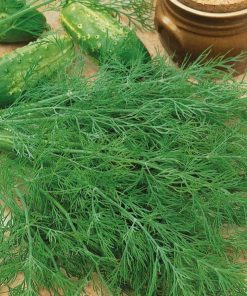 Dill Seeds Mammut