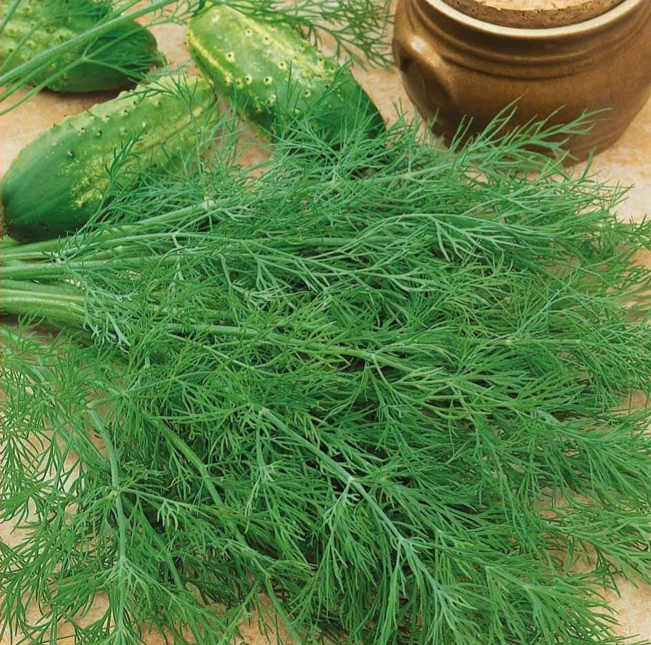 Dill Seeds Mammut
