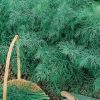 Dill Monarch