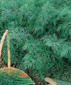 Dill Monarch