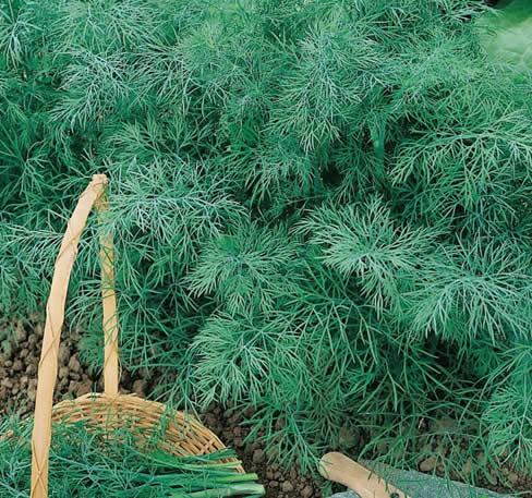 Dill Monarch