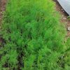Dill Sprinter