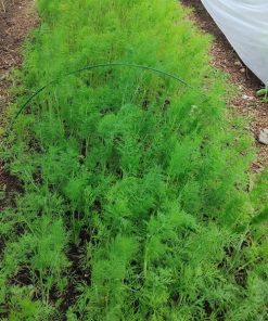 Dill Sprinter