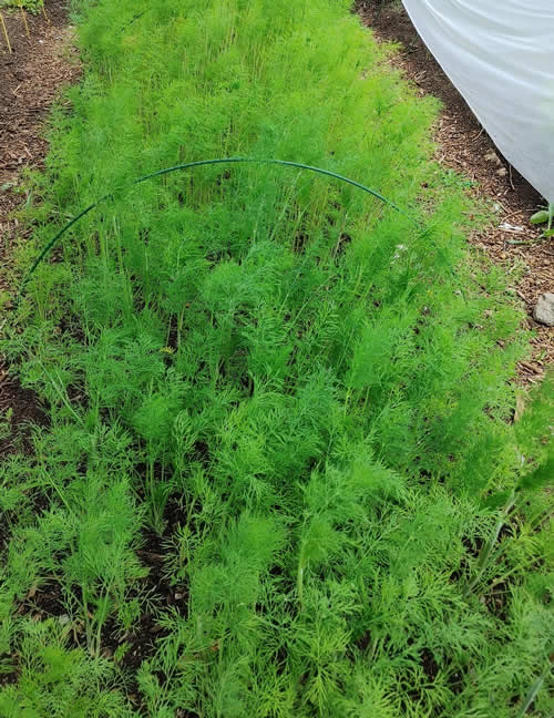 Dill Sprinter