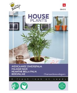 Buzzy House Plant Dwarf Palm 15s (840107)