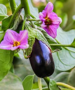 Aubergine Black Beauty