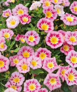 rose-ensign
