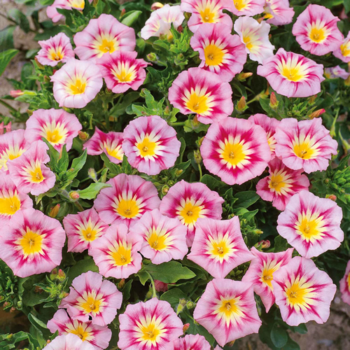 Rose Ensign