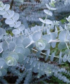 Eucalyptus Silver-leaved Mountain Gum Baby Blue Bouquet