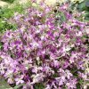 Matiola seeds Evening Stock 1.5g