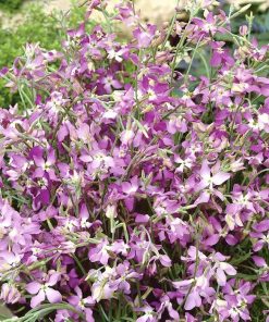 Matiola seeds Evening Stock 1.5g