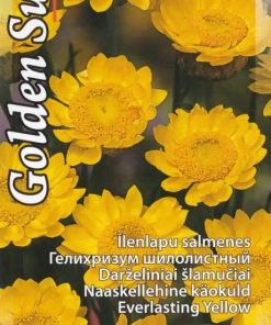 Strawflower, Everlasting Golden Sun