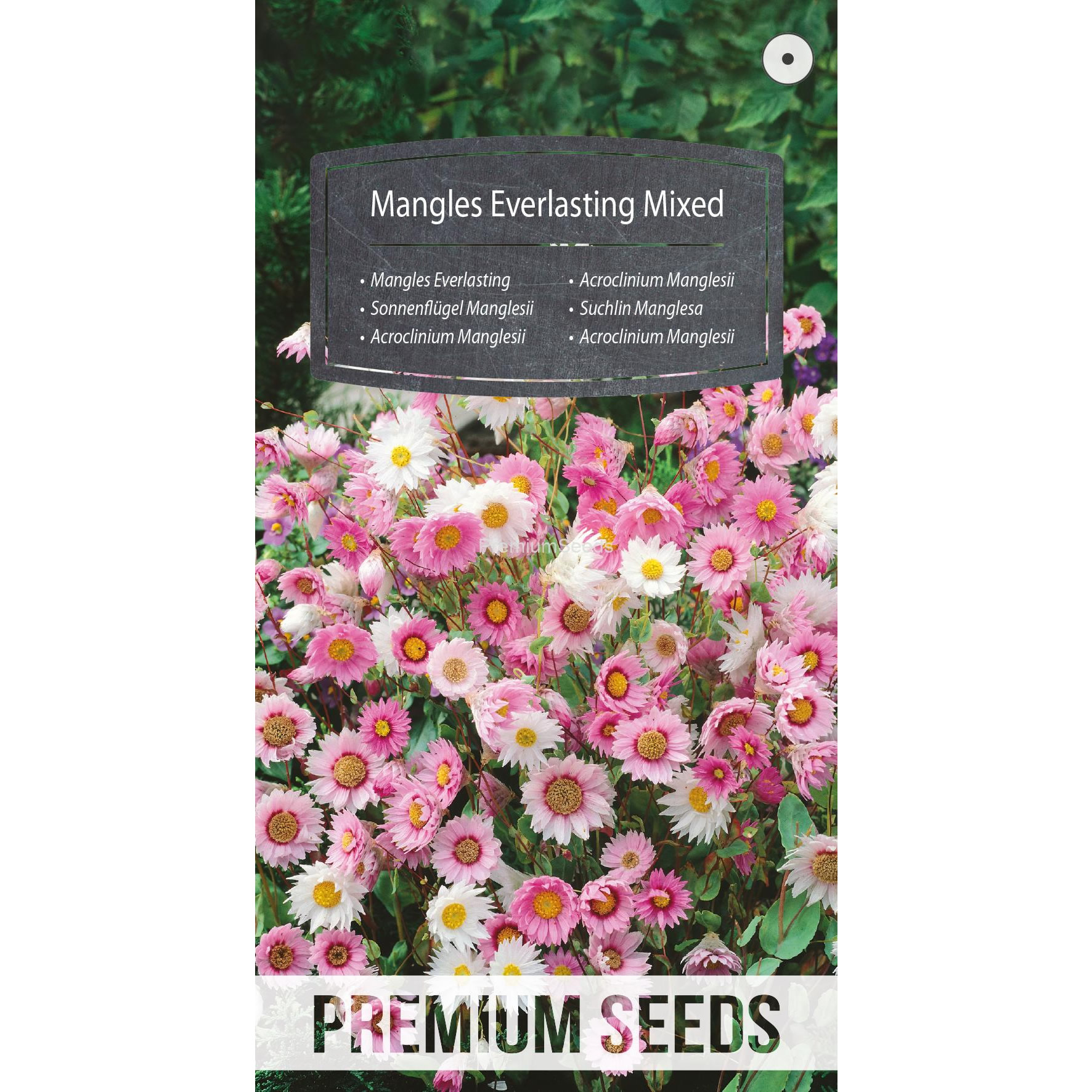 Everlasting Daisy - Paper Daisy Mixed Seeds 0.5g - Image 3