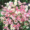 everlasting mixed