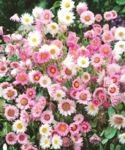 everlasting mixed