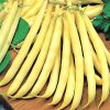 Bean Dwarf French Bean MAXIDOR