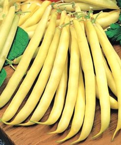 Bean Dwarf French Bean MAXIDOR