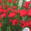 Flax Flowering Flax Scarlet