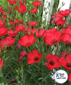 Flax Flowering Flax Scarlet