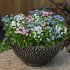 Forget-me-not Mixed