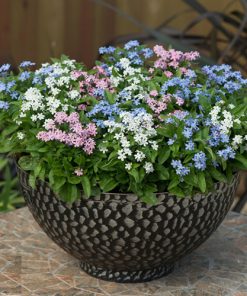 Forget-me-not Mixed