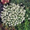 Forget-me-not Seeds White